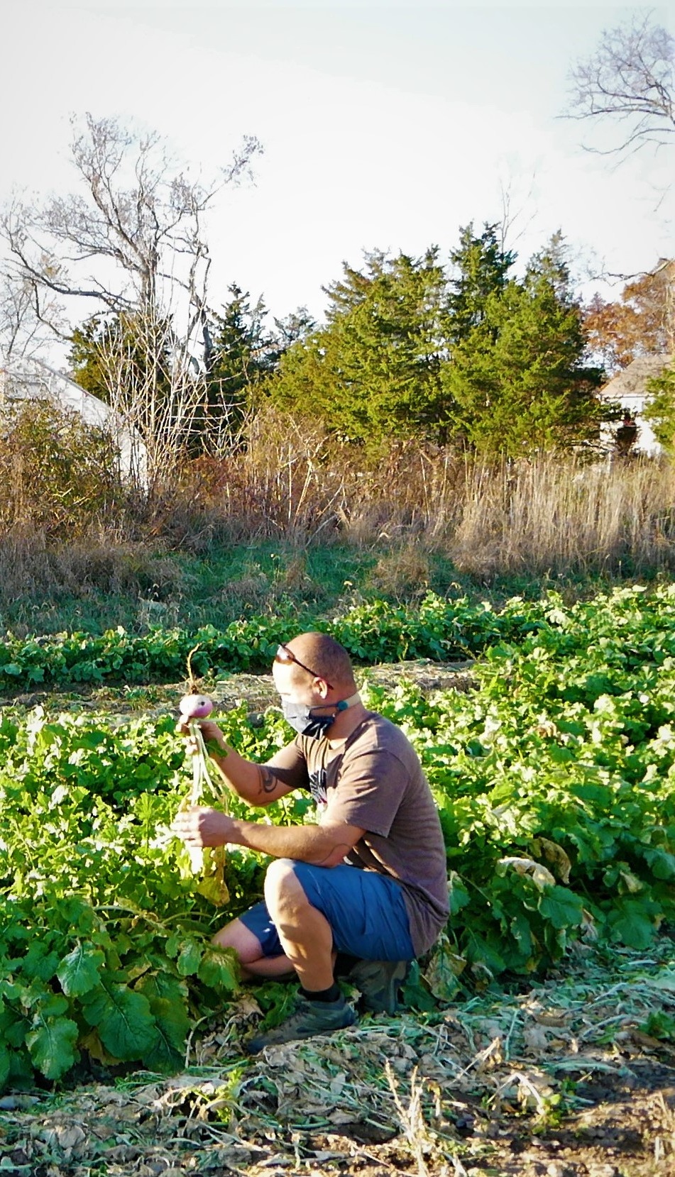 Steve Murray picks a turnip in his field